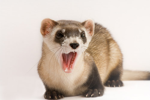 
A black-footed ferret at the Cheyenne Mountain Zoo in Colorado Springs, Colo.www.joelsartore.com 
